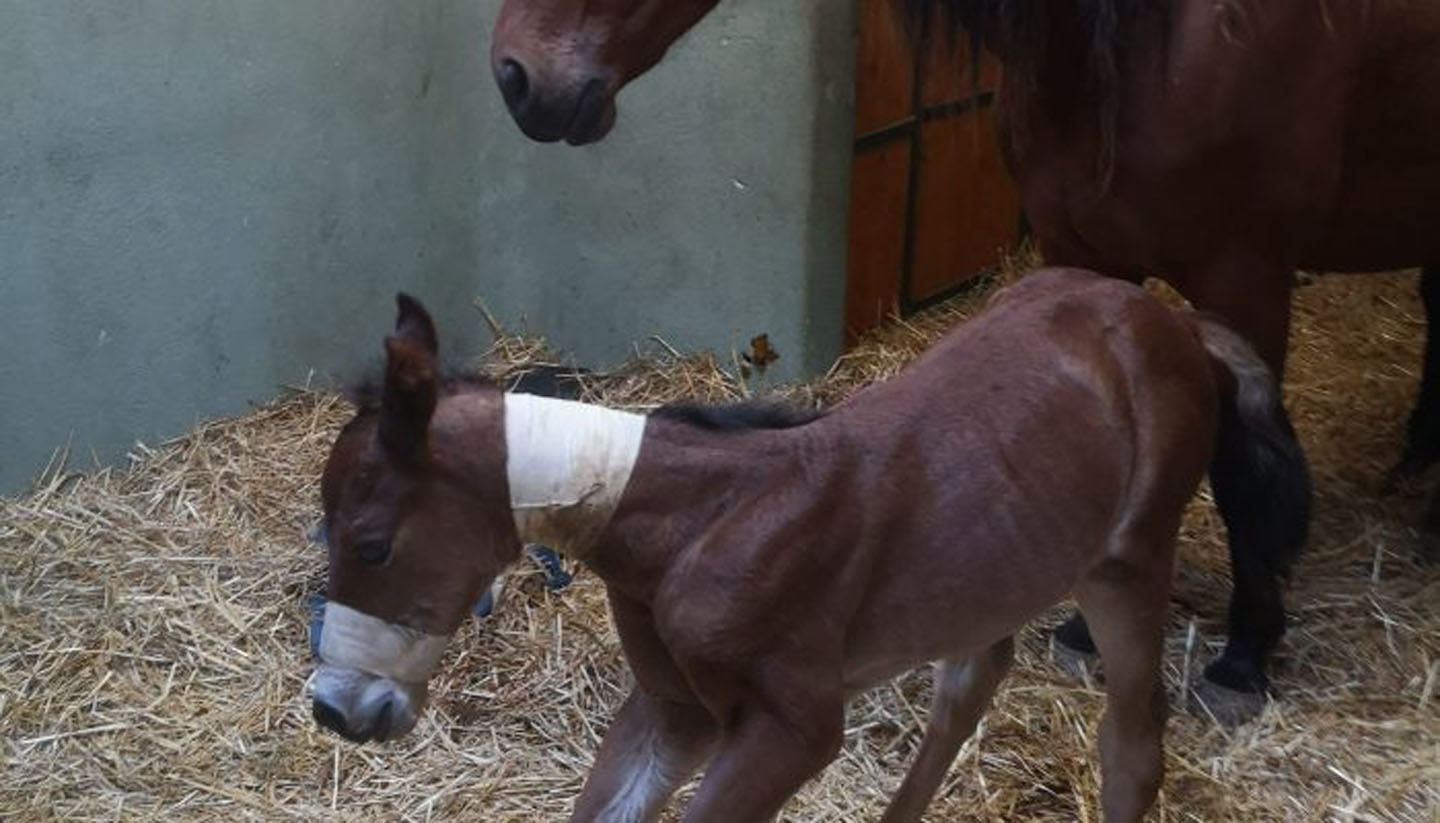 Clinique Equine de Sers - Néonatalogie